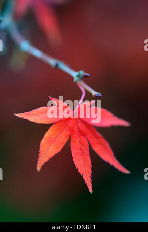 Rotes Ahornblatt un Zweig, Acer palmatum, Faecherahorn Foto Stock