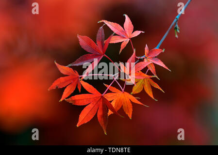 In Ahornblaetter Herbstfarben, Acer palmatum, Faecherahorn Foto Stock