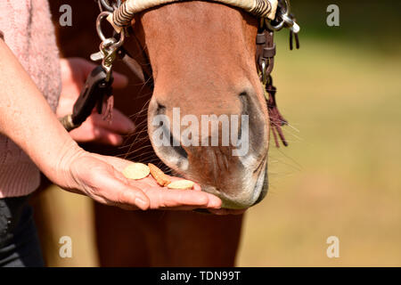 Cavalli farsi curare, comportamento Foto Stock