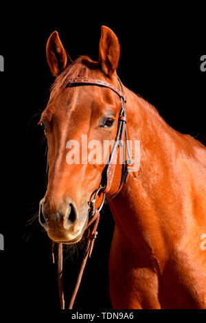 American Quarter Horse, Mare, sorrell broodmare Foto Stock