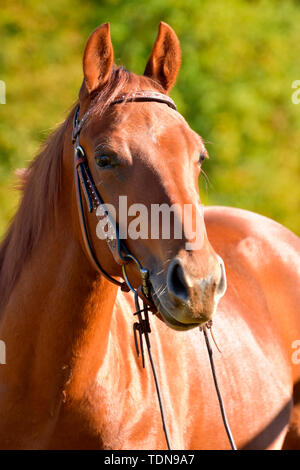 American Quarter Horse, Mare, sorrell broodmare Foto Stock