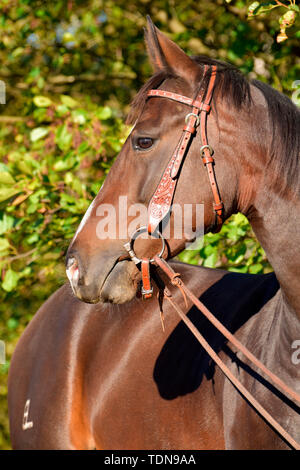 American Quarter Horse, Mare, baia broodmare Foto Stock