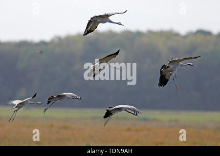 Gru comuni, (grus grus), la fauna selvatica, Nationalpark Vorpommersche Boddenlandschaft, Meclenburgo-Pomerania Occidentale, Germania Foto Stock