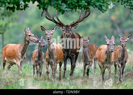 Cervo (Cervus elaphus), solchi stagione, captive Foto Stock