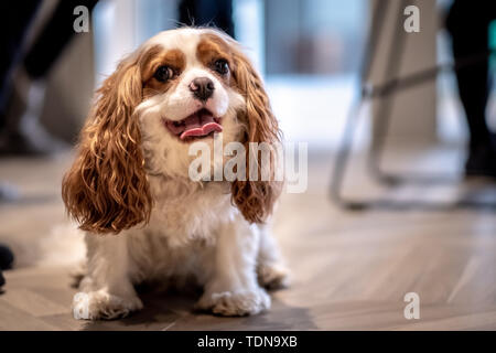 Ritratto di un grazioso Cavalier King Charles Spaniel guardando intorno, con la lingua fuori Foto Stock