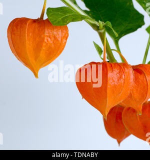 Modello con ripe rosso fiori physalis. Foto Stock