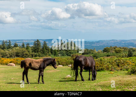 Dartmoor pony, Haytor Rock, Dartmoor NP, Devon, Regno Unito Foto Stock