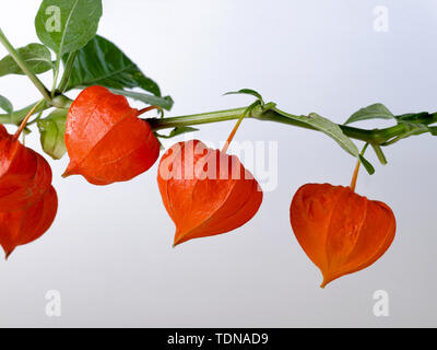 Modello con ripe rosso fiori physalis. Foto Stock