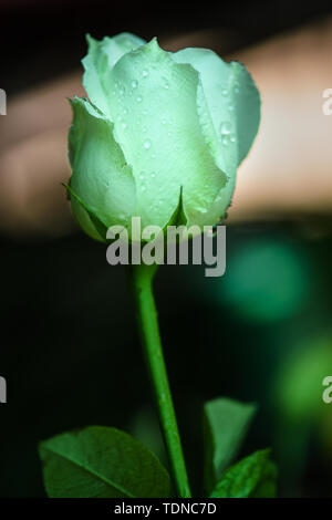 Nella vita quotidiana, le rose sono il termine generale per una serie di coloratissimi cultivar del genere Rosa. Queste cultivar dovrebbe essere chiamato luna stagioni o di rose nella tassonomia vegetale. Real rose rosse non esistono. Cut-flower Red Rose sono effettivamente luna stagioni. Foto Stock