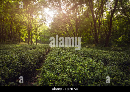 Viola Jinshan Tea Garden al mattino Foto Stock