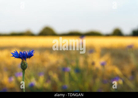 Fiori blu di lino in un campo contro il cielo blu, in estate, vicino, profondità di campo Foto Stock