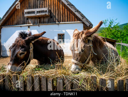 Vista sui graziosi asini mentre mangia fieno in una giornata di sole. Foto Stock