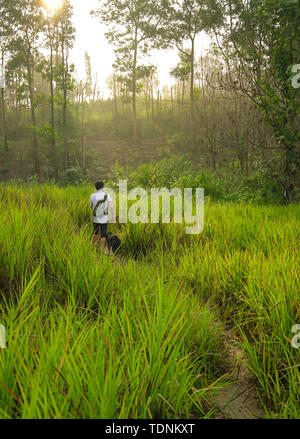 Uomo che passeggia con il suo cane in una foresta con lungo verde erba o erbacce con crescente sunrise in background. Foto Stock