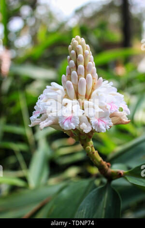 Guangzhou South China Giardino Botanico di zenzero bianco fiore Foto Stock