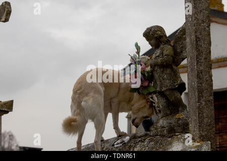 Il cane è salito alla tomba vicino alla lapide con un angelo come una statua e simbolo nel cimitero di Castelnovo di Sotto. Foto Stock