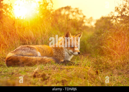 Wild rosso giovane volpe (vulpes vulpes) vixen lavaggio in una foresta e le dune durante il tramonto Foto Stock