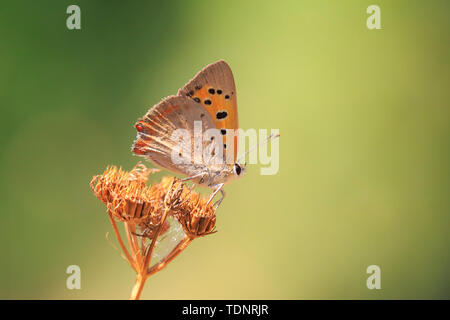 Primo piano di un piccolo o di rame comune farfalla Lycaena phlaeas poggiante sulla vegetazione. Foto Stock