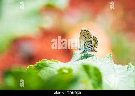 In prossimità di un piccolo argento-costellata blue butterfly Plebejus argus in appoggio sulla vegetazione Foto Stock