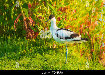 Close-up di un pied Avocet, Recurvirostra avosetta, foraggio Foto Stock