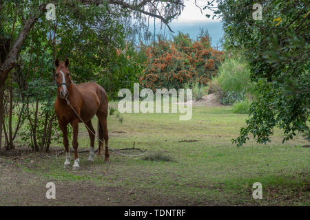 Regione di Mendoza in Argentina, Sud America Foto Stock