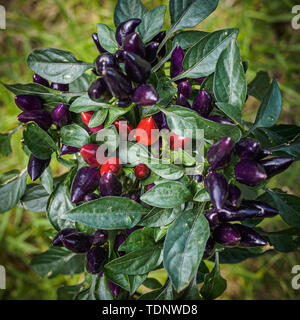 Il viola e il peperoncino rosso che cresce su una pianta. Messa a fuoco selettiva Foto Stock