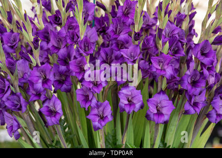 Gladiolus. Gladioli 'viola flora " fiori su un display floreale in corrispondenza di un autunno flower show. Regno Unito Foto Stock