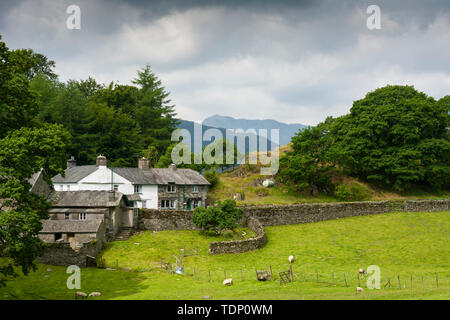 Farm Cottages ai piedi di Loughrigg Tarn nel Parco Nazionale del Distretto dei Laghi, Cumbria, Inghilterra. Foto Stock