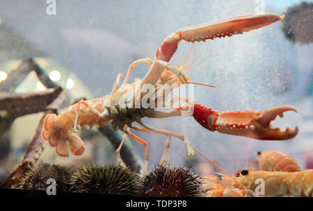 Langoustine in acquario appendere i suoi artigli ampia diffusione Foto Stock