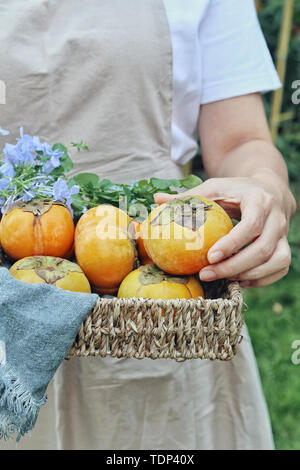 Fresche cachi croccante Foto Stock
