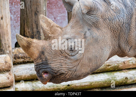 Chiudere visualizzazione verticale di un nero testa di Rhino Foto Stock