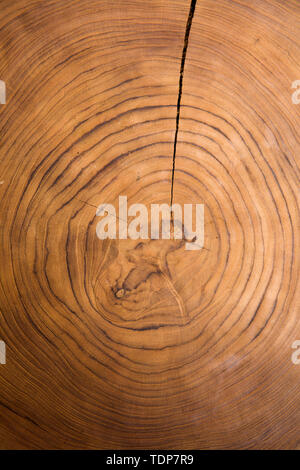 Circolare grande pezzo di legno di sezione trasversale con struttura concentrica ring pattern texture e crepe Foto Stock