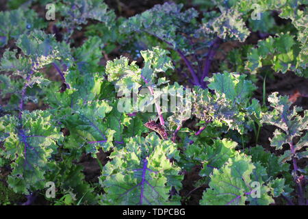 Di verdura verde campo giardino piantagione cavolo rosso verde nella piantagione di organico farm Foto Stock