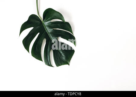 Verde scuro Monstera deliciosa foglie isolato sul tavolo bianco sfondo. Il formaggio svizzero impianto. Giungla tropicale, concetto d'estate. Moderno e lussureggiante vegetazione, casa Foto Stock