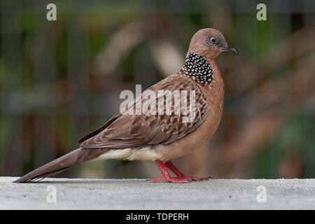 Colomba punteggiata - Streptopelia (Spilopelia ) chinensis piccolo long-tailed pigeon, noto anche come colomba di montagna, perla colli, Colomba pizzi-colomba a collo alto o spo Foto Stock