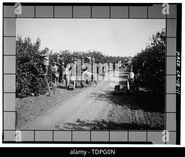 (Stampa originale al Riverside biblioteca di storia locale di raccolta), fotografo e data sconosciuta. Vista dei lavoratori la raccolta di arance in oliveti - California patrimonio di agrumi Progetto di registrazione, Riverside, Riverside County, CA Foto Stock