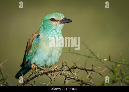 Rullo europea (Coracias garrulus) sul ramo thorn, Serengeti National Park; Tanzania Foto Stock