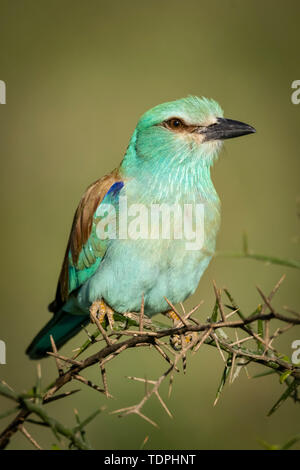 Rullo europea (Coracias garrulus) sul ramo thorn, Serengeti National Park; Tanzania Foto Stock