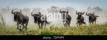 Panorama di cinque blue GNU (Connochaetes taurinus) passato al galoppo, Serengeti National Park; Tanzania Foto Stock