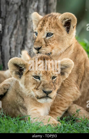 Primo piano di leoni (Panthera leo) che giacciono e siedono, Parco Nazionale Serengeti; Tanzania Foto Stock