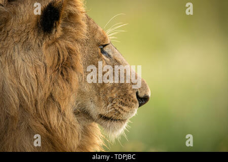Close-up di leone maschio (Panthera leo) testa di profilo, Serengeti National Park; Tanzania Foto Stock