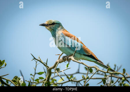 Rullo europea (Coracias garrulus) con catchlight appollaiato sul ramo, Serengeti National Park; Tanzania Foto Stock