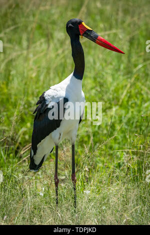 A sella fatturati stork (Ephippiorhynchus senegalensis) in erba lunga rivolta verso destra, Serengeti National Park; Tanzania Foto Stock