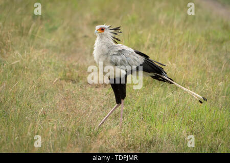 Segretario bird (Sagittarius serpentarius) attraversando a piedi l'erba rivolto verso sinistra, Serengeti National Park; Tanzania Foto Stock