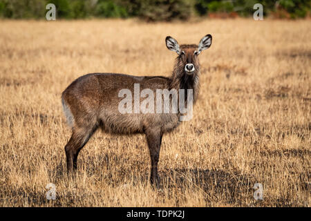 Femmina Defassa waterbuck (Kobus ellipsiprymnus) sorge in erba bruciata, Serengeti National Park; Tanzania Foto Stock