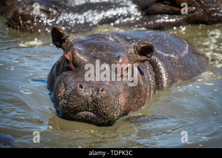 Ippopotamo polpaccio (Hippopotamus amphibius) volti fotocamera nel foro per l'acqua, Parco Nazionale del Serengeti; Tanzania Foto Stock