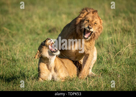 Maschio e femmina Lions (Panthera leo) ruggito durante l'accoppiamento, il Parco Nazionale del Serengeti; Tanzania Foto Stock