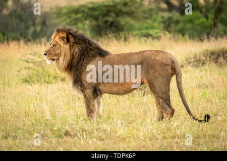 Leone maschio (Panthera leo) sorge in erba nel profilo, Serengeti National Park; Tanzania Foto Stock