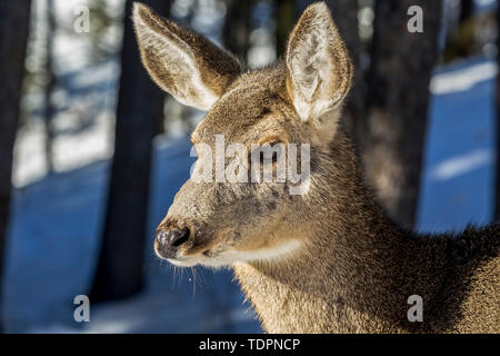 Close-up di un cervo in una foresta in inverno; Banff, Alberta, Canada Foto Stock