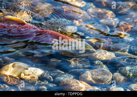 Il Salmone Sockeye (Oncorhynchus nerka) eseguito nel fiume Shuswap; British Columbia, Canada Foto Stock