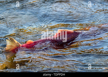 Il Salmone Sockeye (Oncorhynchus nerka) eseguito nel fiume Adams, Tsútswecw Parco Provinciale (ex Roderick Haig-Brown Park); la British Columbia, Canada Foto Stock